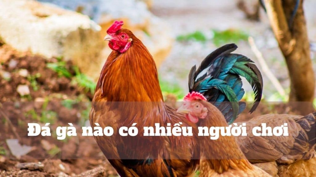 Top 5 nhà cái có game đá gà nào có nhiều người chơi hiện nay